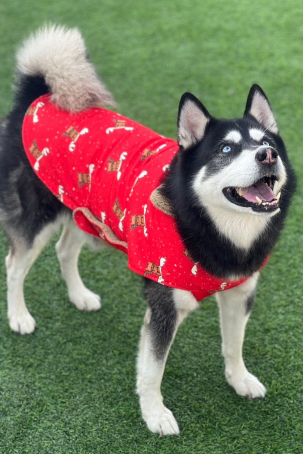 Canine apparel clearance